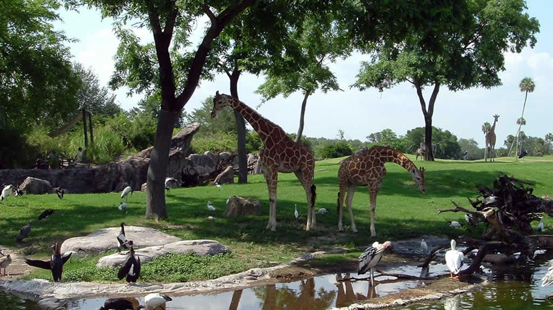 Cheap Busch Gardens Tickets Florida4less